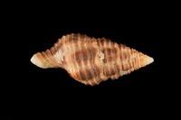 藏品(紅斑塔旋螺)的圖片